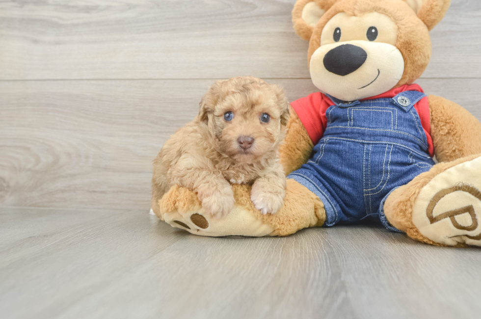 6 week old Havapoo Puppy For Sale - Windy City Pups