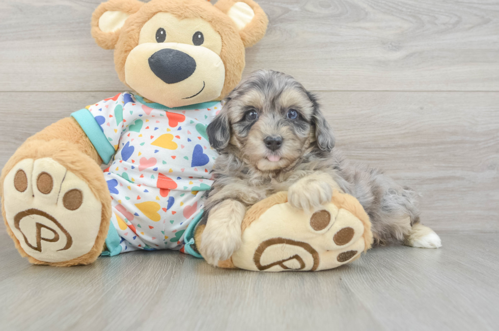 6 week old Havapoo Puppy For Sale - Windy City Pups