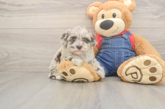 6 week old Havapoo Puppy For Sale - Windy City Pups Petite Havapoo Poodle Mix Pup