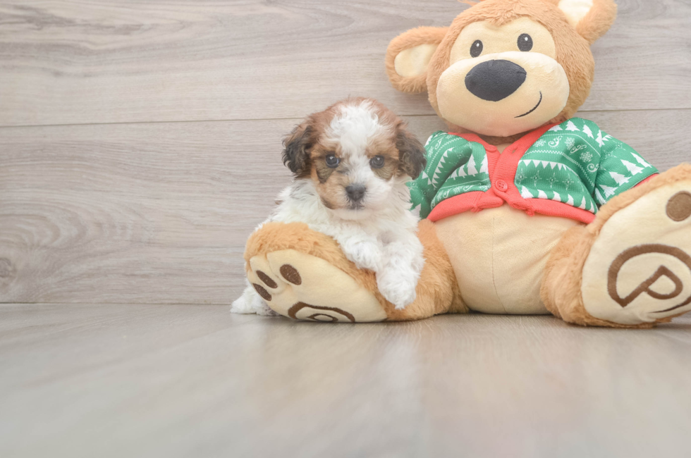 5 week old Havapoo Puppy For Sale - Windy City Pups