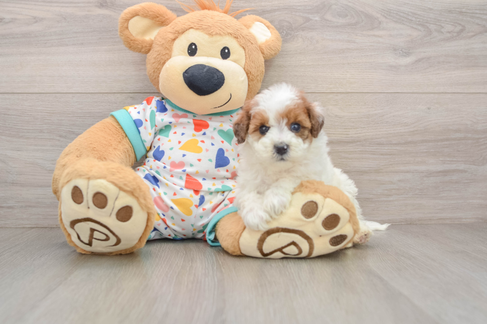 Energetic Havadoodle Poodle Mix Puppy