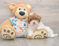 8 week old Havapoo Puppy For Sale - Windy City Pups