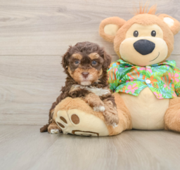 6 week old Havapoo Puppy For Sale - Windy City Pups