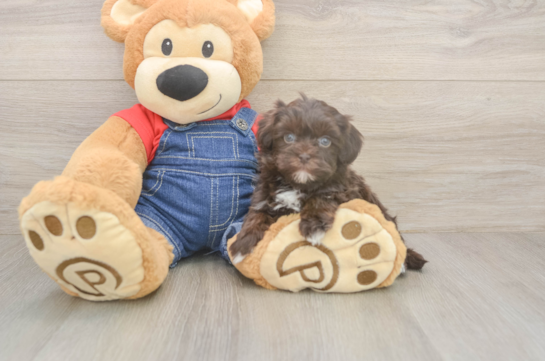 6 week old Havapoo Puppy For Sale - Windy City Pups Best Havapoo Baby
