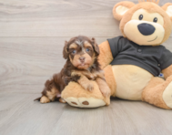 7 week old Havapoo Puppy For Sale - Windy City Pups