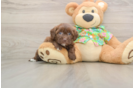 Havapoo Puppy for Adoption