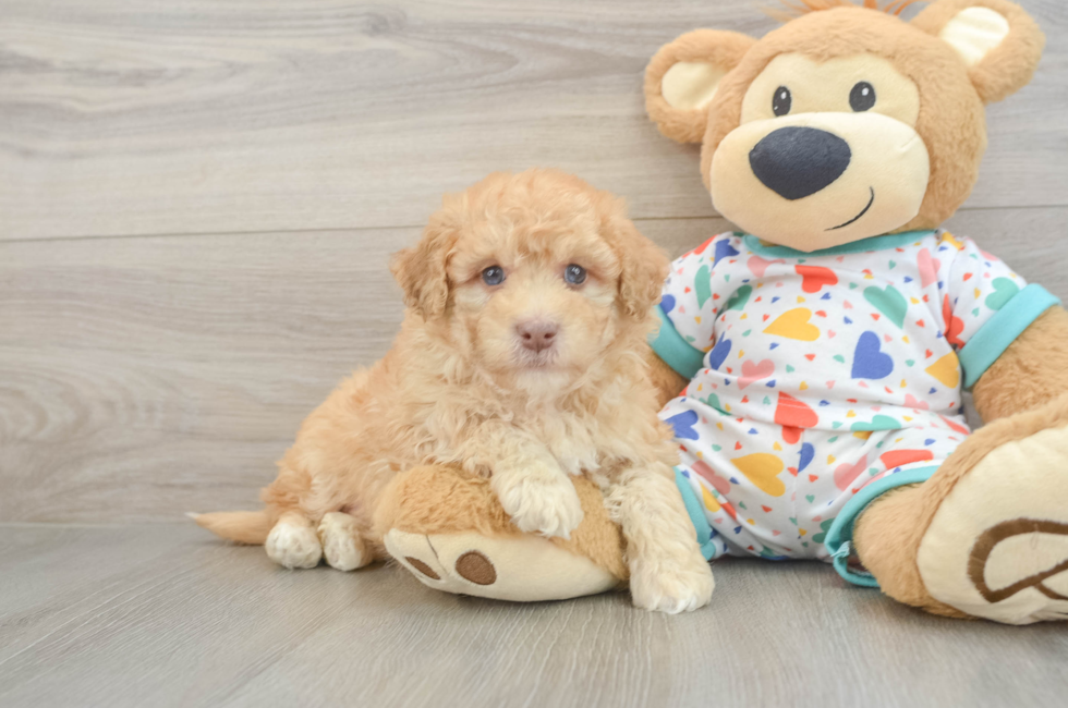 6 week old Havapoo Puppy For Sale - Windy City Pups