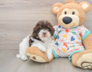 8 week old Havapoo Puppy For Sale - Windy City Pups