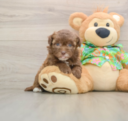 6 week old Havapoo Puppy For Sale - Windy City Pups