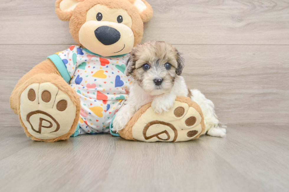 Havapoo Pup Being Cute
