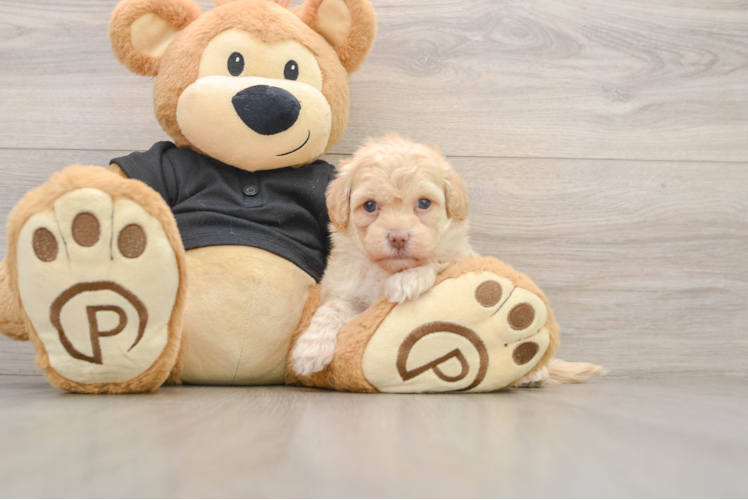 Popular Havapoo Poodle Mix Pup