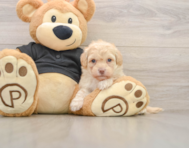 7 week old Havapoo Puppy For Sale - Windy City Pups
