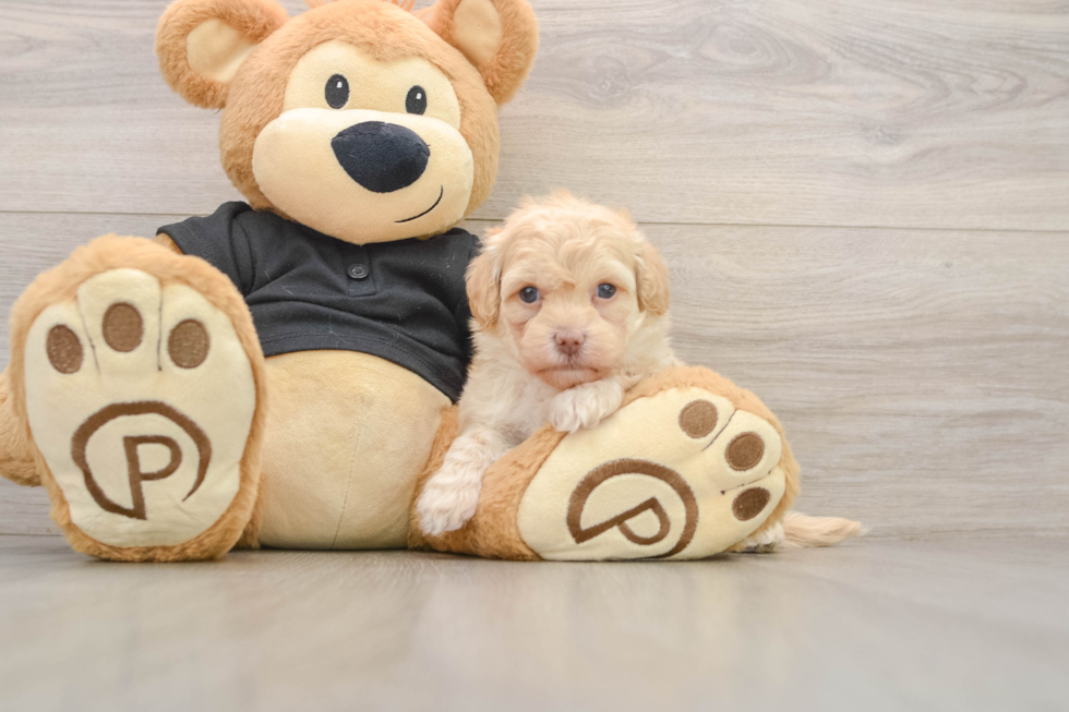 Popular Havapoo Poodle Mix Pup