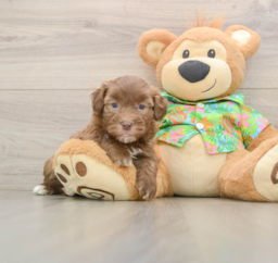 5 week old Havapoo Puppy For Sale - Windy City Pups
