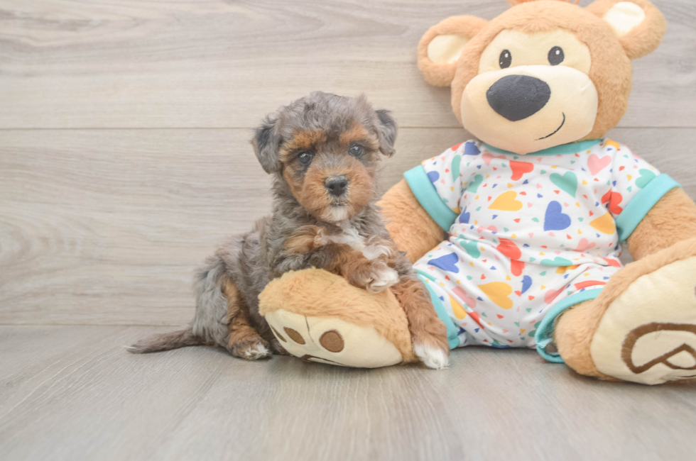 6 week old Havapoo Puppy For Sale - Windy City Pups