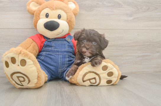 6 week old Havapoo Puppy For Sale - Windy City Pups Havapoo Pup Being Cute