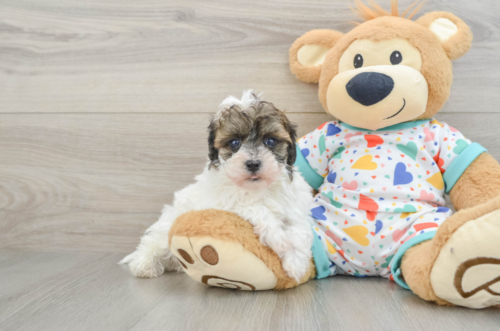 7 week old Havapoo Puppy For Sale - Windy City Pups