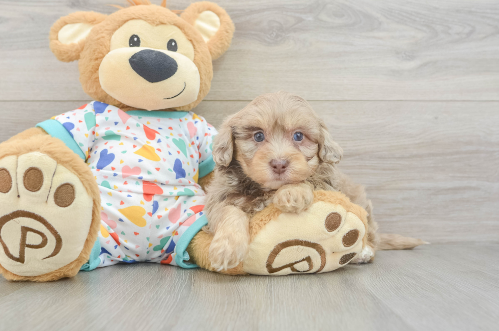 6 week old Havapoo Puppy For Sale - Windy City Pups