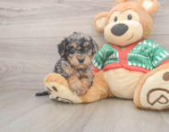 6 week old Havapoo Puppy For Sale - Windy City Pups