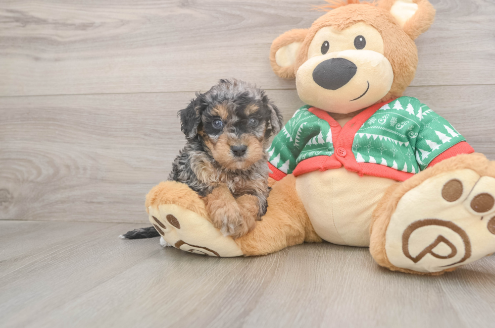 5 week old Havapoo Puppy For Sale - Windy City Pups