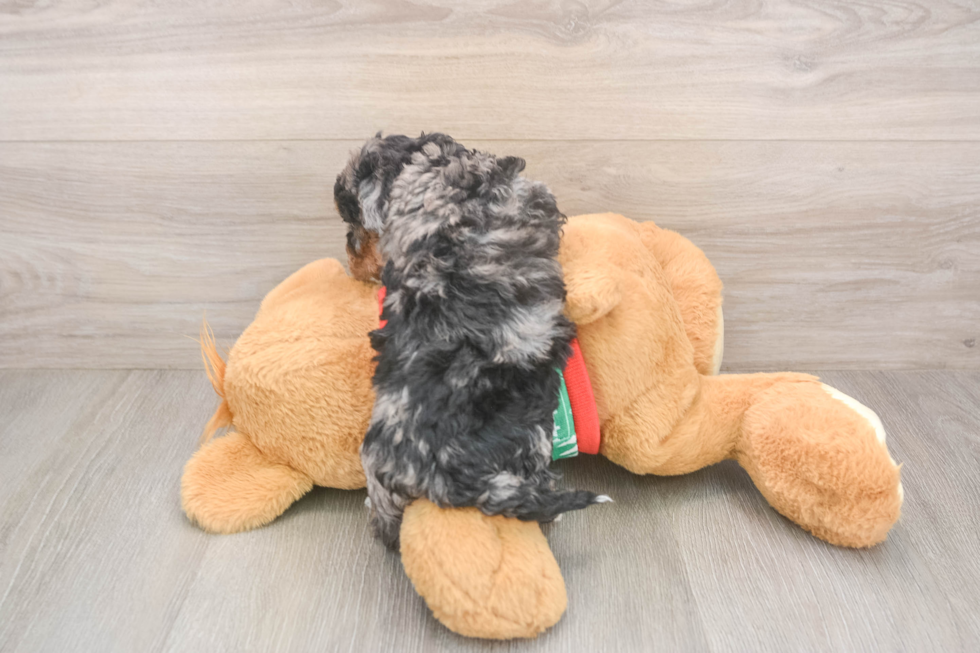 Havapoo Puppy for Adoption