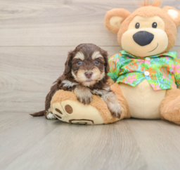 6 week old Havapoo Puppy For Sale - Windy City Pups