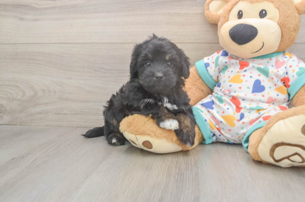 6 week old Havapoo Puppy For Sale - Windy City Pups