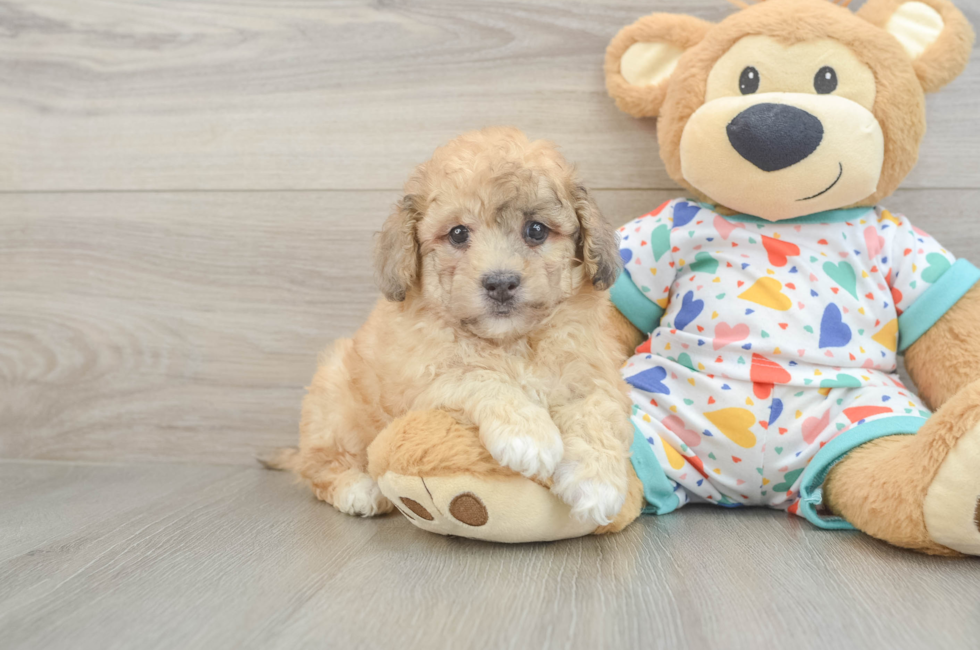 6 week old Havapoo Puppy For Sale - Windy City Pups
