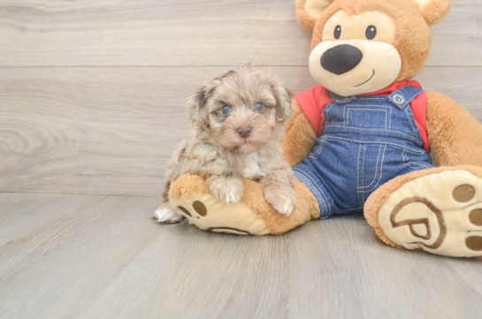 6 week old Havapoo Puppy For Sale - Windy City Pups Havapoo Pup Being Cute