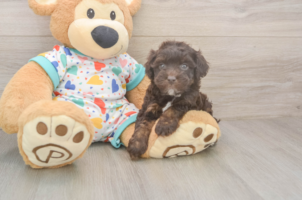 6 week old Havapoo Puppy For Sale - Windy City Pups