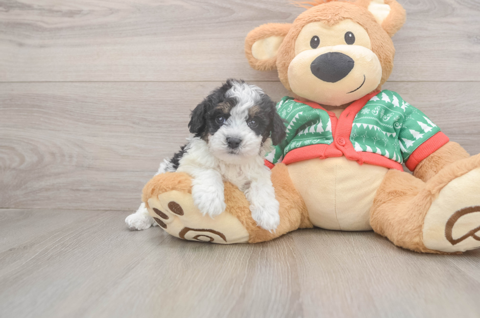 5 week old Havapoo Puppy For Sale - Windy City Pups