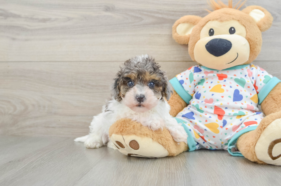 7 week old Havapoo Puppy For Sale - Windy City Pups