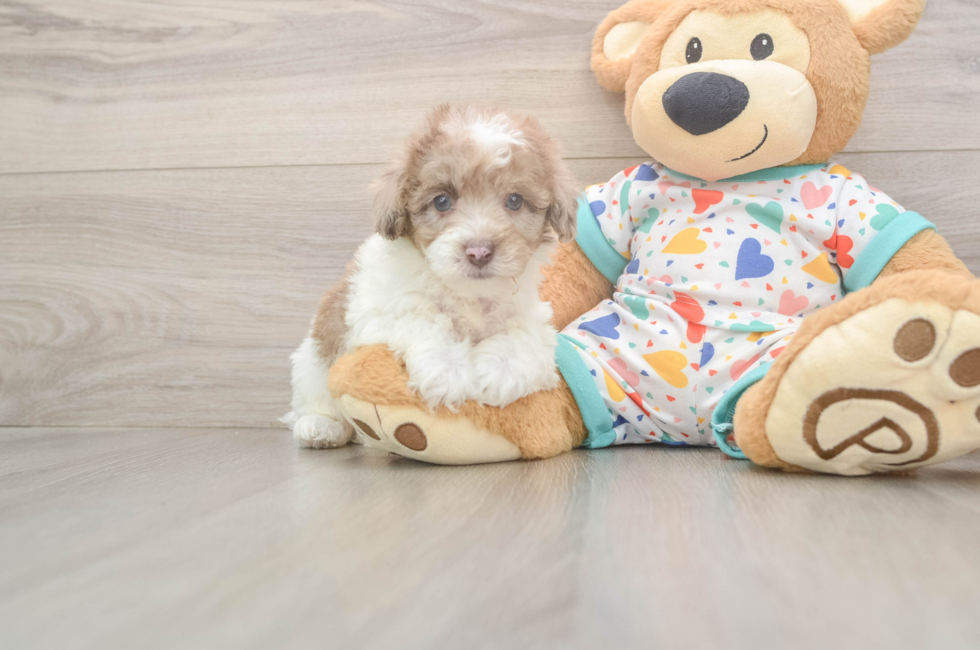 6 week old Havapoo Puppy For Sale - Windy City Pups