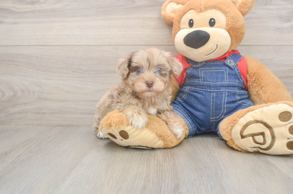 6 week old Havapoo Puppy For Sale - Windy City Pups