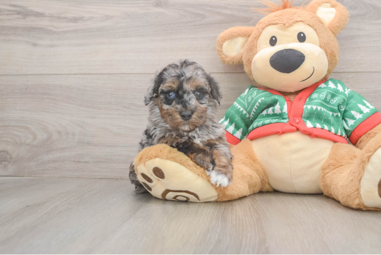 Havapoo Pup Being Cute