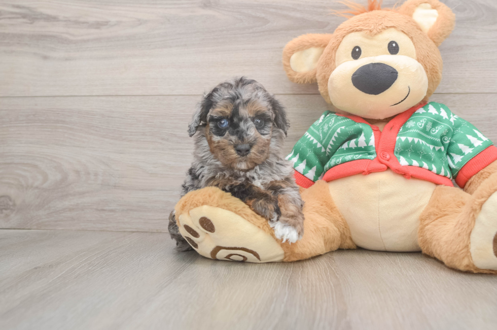 5 week old Havapoo Puppy For Sale - Windy City Pups