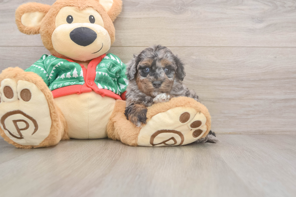 Havapoo Puppy for Adoption