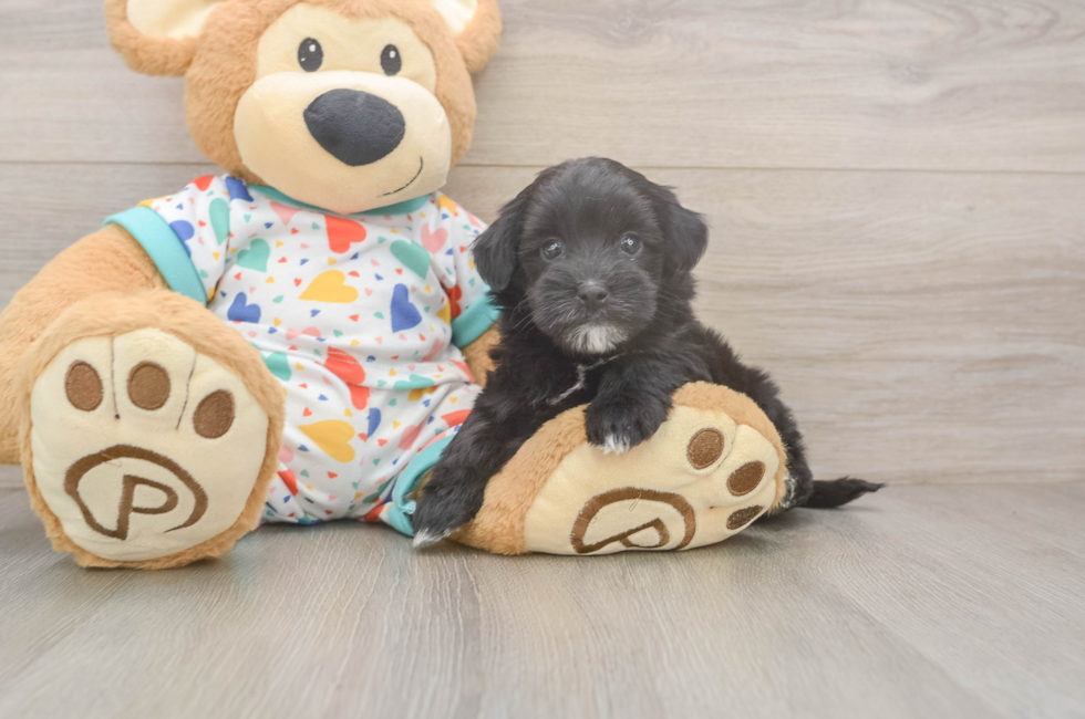 6 week old Havapoo Puppy For Sale - Windy City Pups