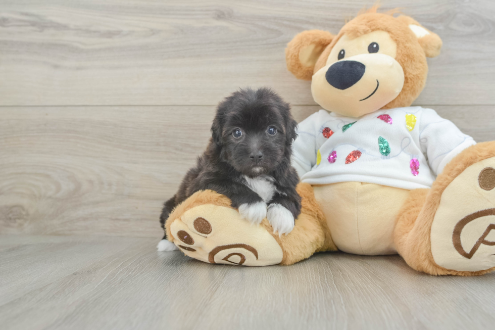 Petite Havapoo Poodle Mix Pup