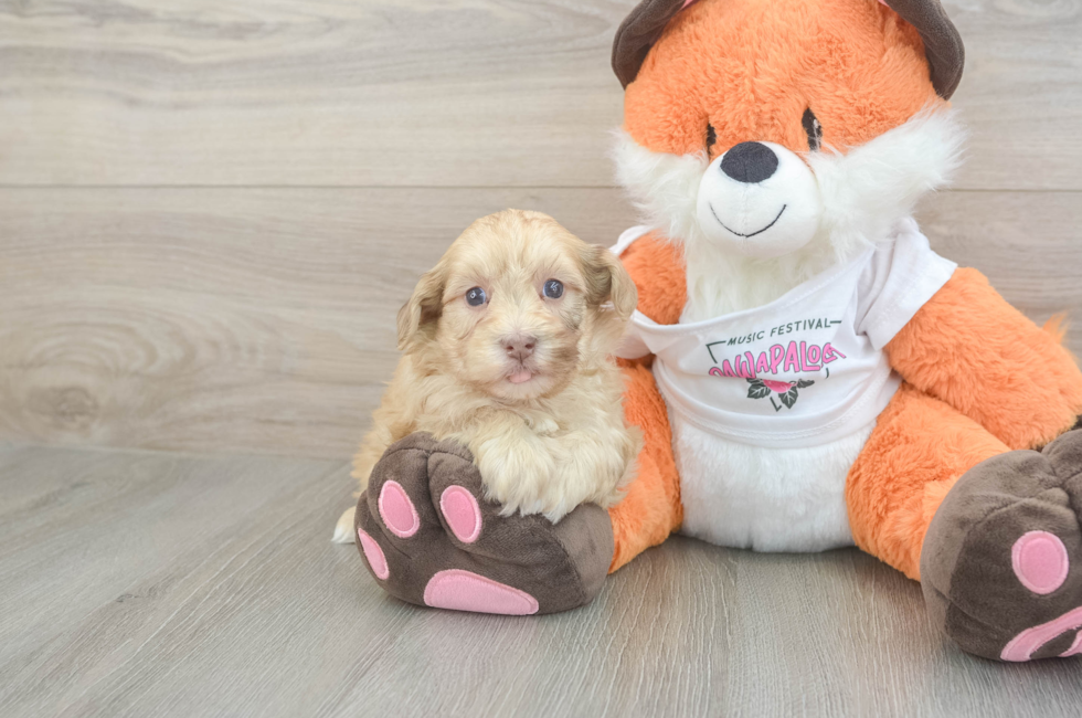6 week old Havapoo Puppy For Sale - Windy City Pups