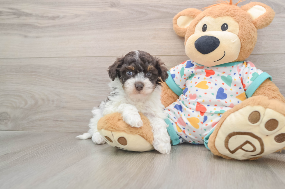 Havapoo Puppy for Adoption