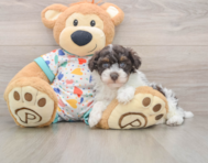 6 week old Havapoo Puppy For Sale - Windy City Pups