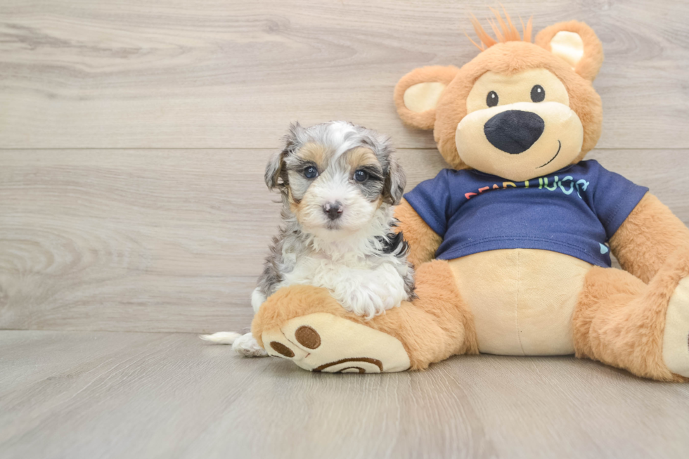 Hypoallergenic Havadoodle Poodle Mix Puppy