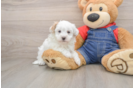 Smart Havapoo Poodle Mix Pup