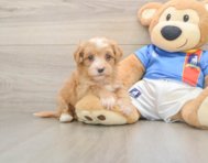 7 week old Havapoo Puppy For Sale - Windy City Pups