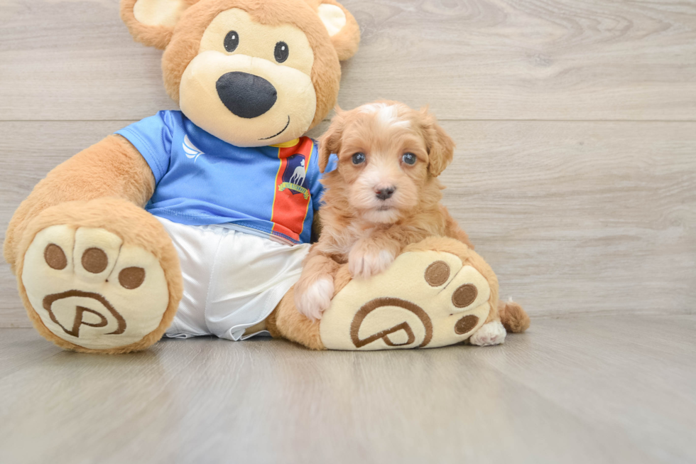 Hypoallergenic Havadoodle Poodle Mix Puppy