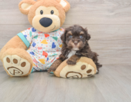 6 week old Havapoo Puppy For Sale - Windy City Pups