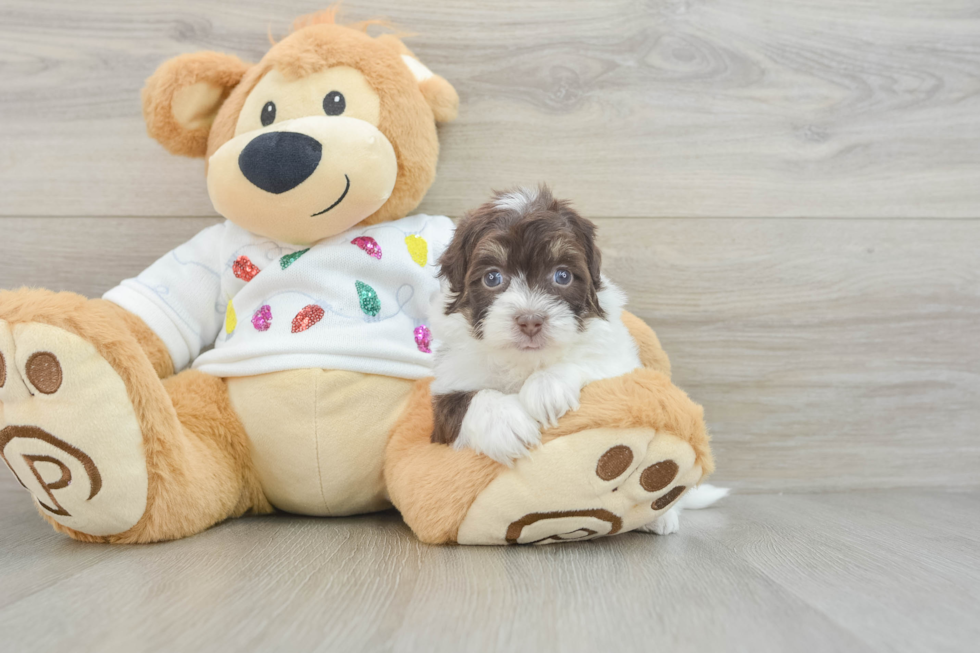 Energetic Havadoodle Poodle Mix Puppy