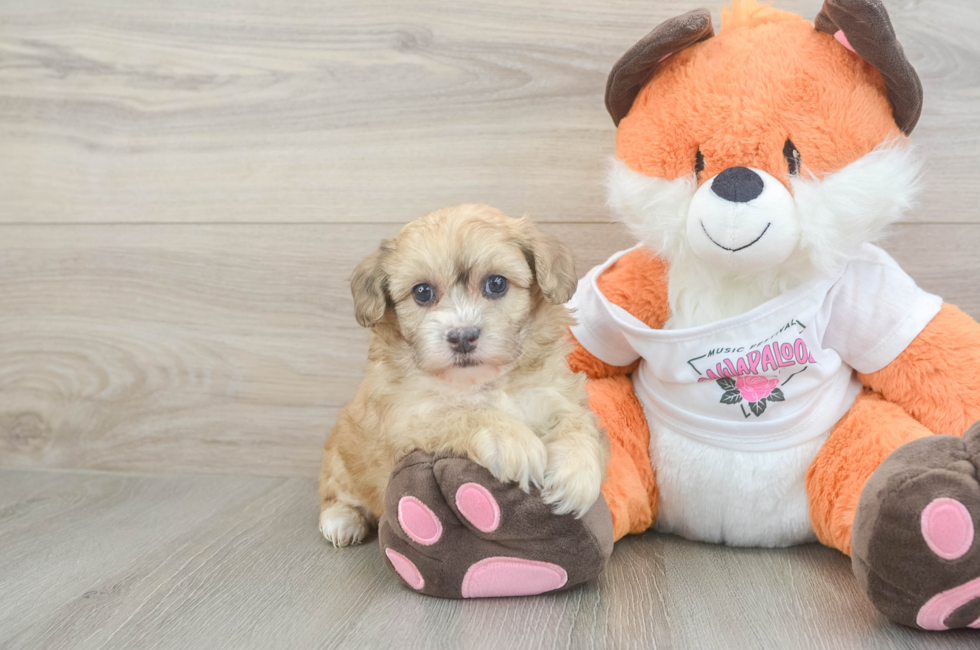 7 week old Havapoo Puppy For Sale - Windy City Pups