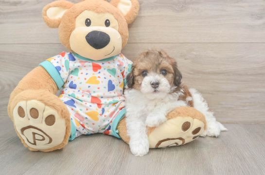 6 week old Havapoo Puppy For Sale - Windy City Pups Little Havadoodle Poodle Mix Puppy